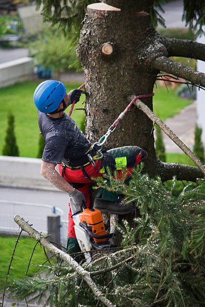 Lawn Renovation and Restoration in Culver, IN